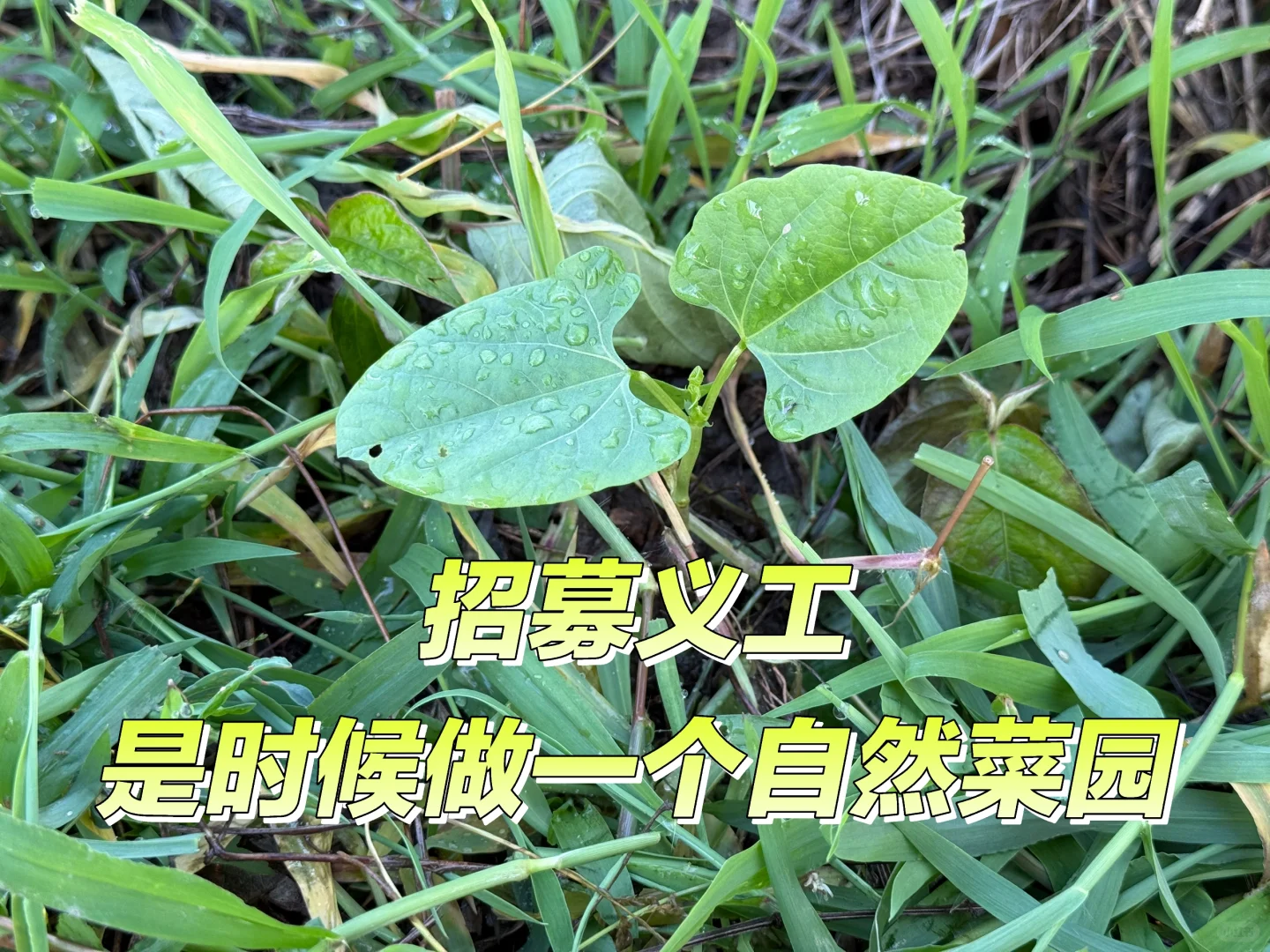 上海自然农法菜园招募义工