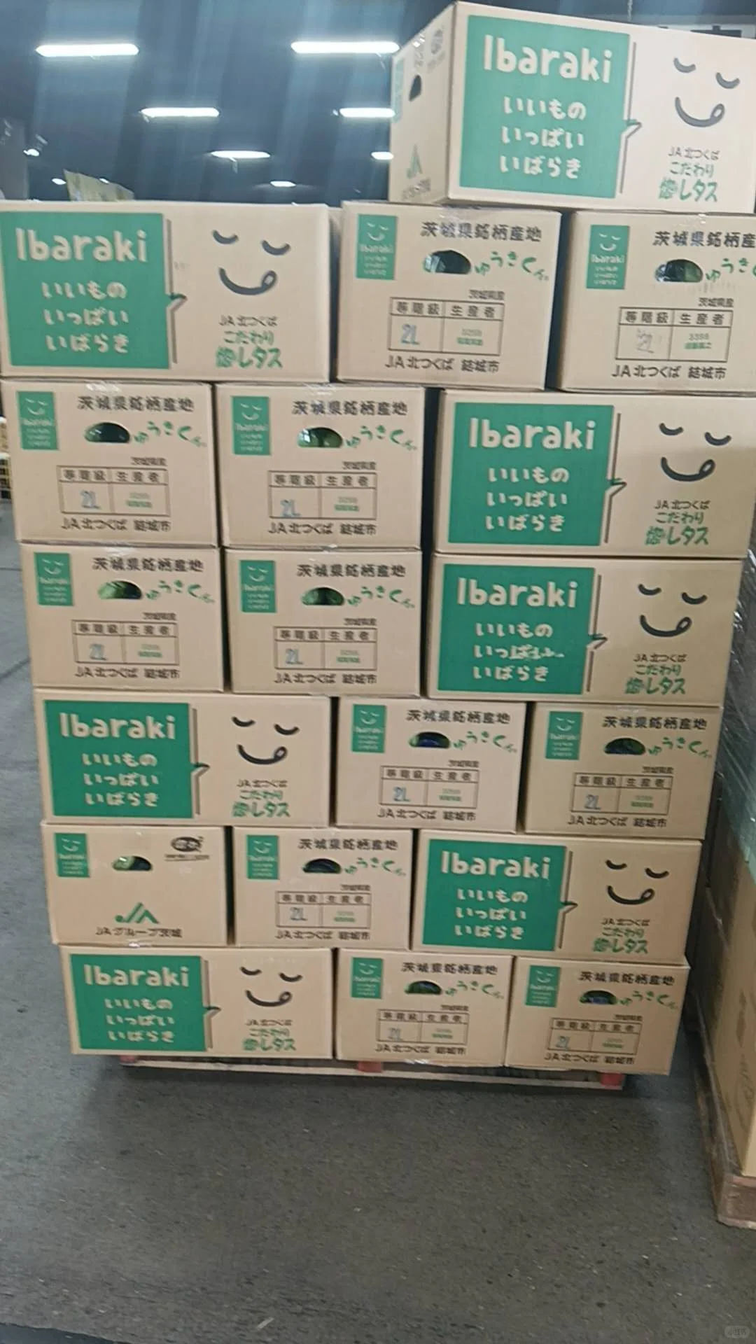 茨城农业招聘，男女不限，全年有活，签证不限