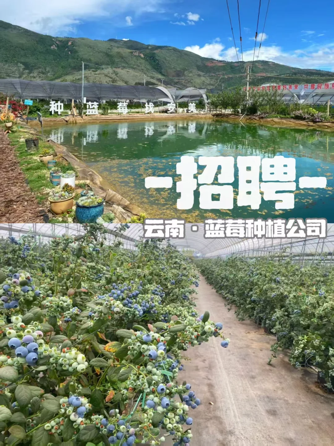 云南的工作机会(农业/园艺向)