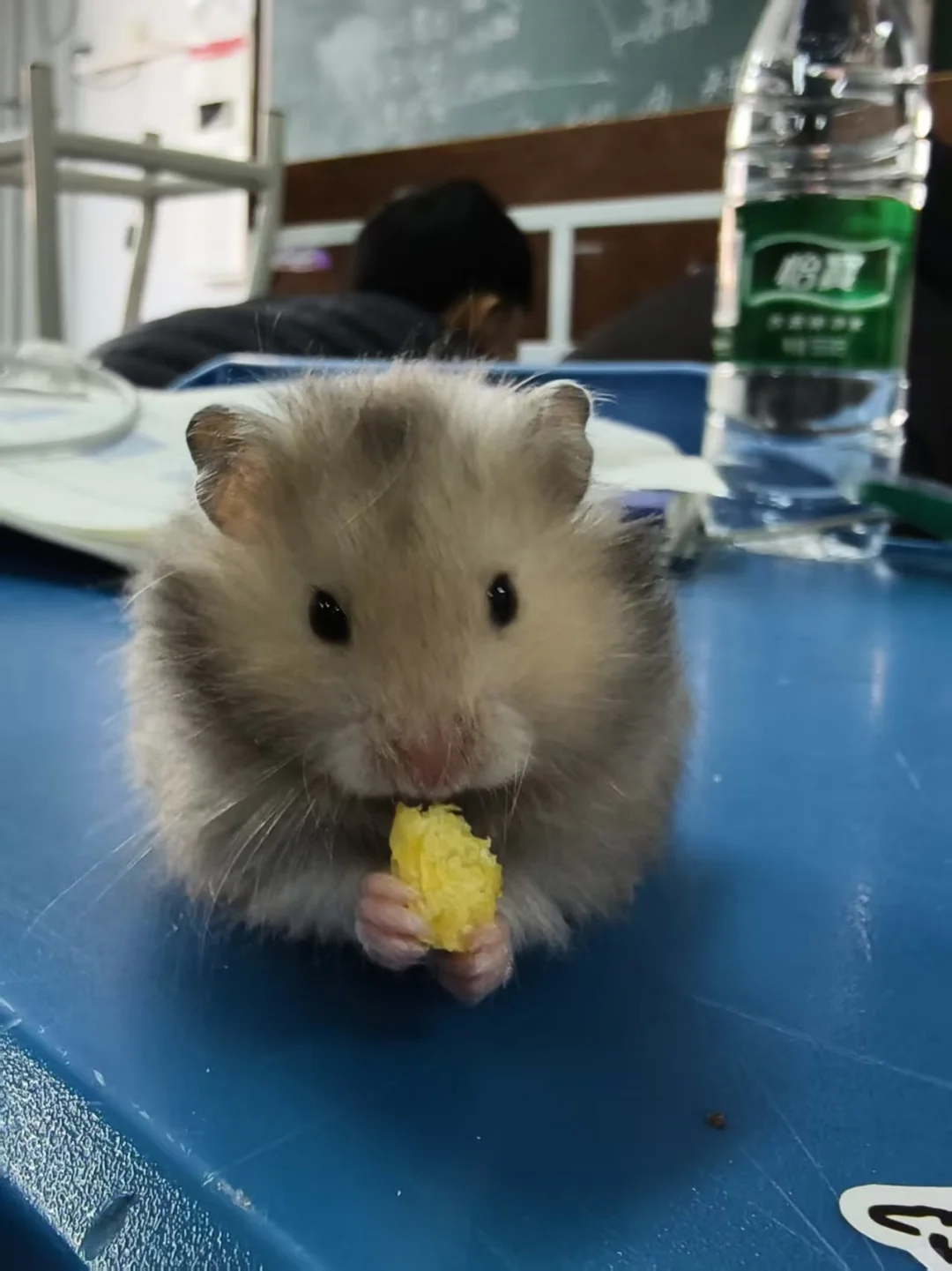 石家庄现代农业学校
