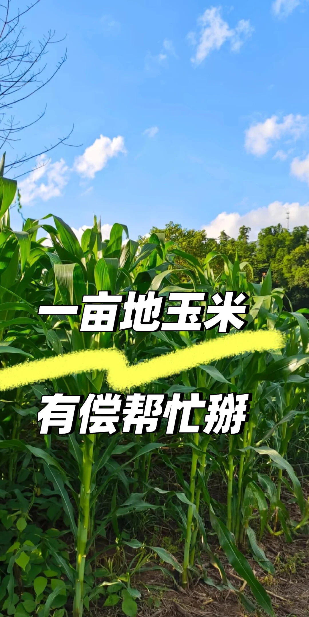 家里有一亩地玉米?兼职