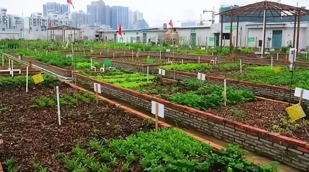 日本网红级农场Myfarm运营模式分享