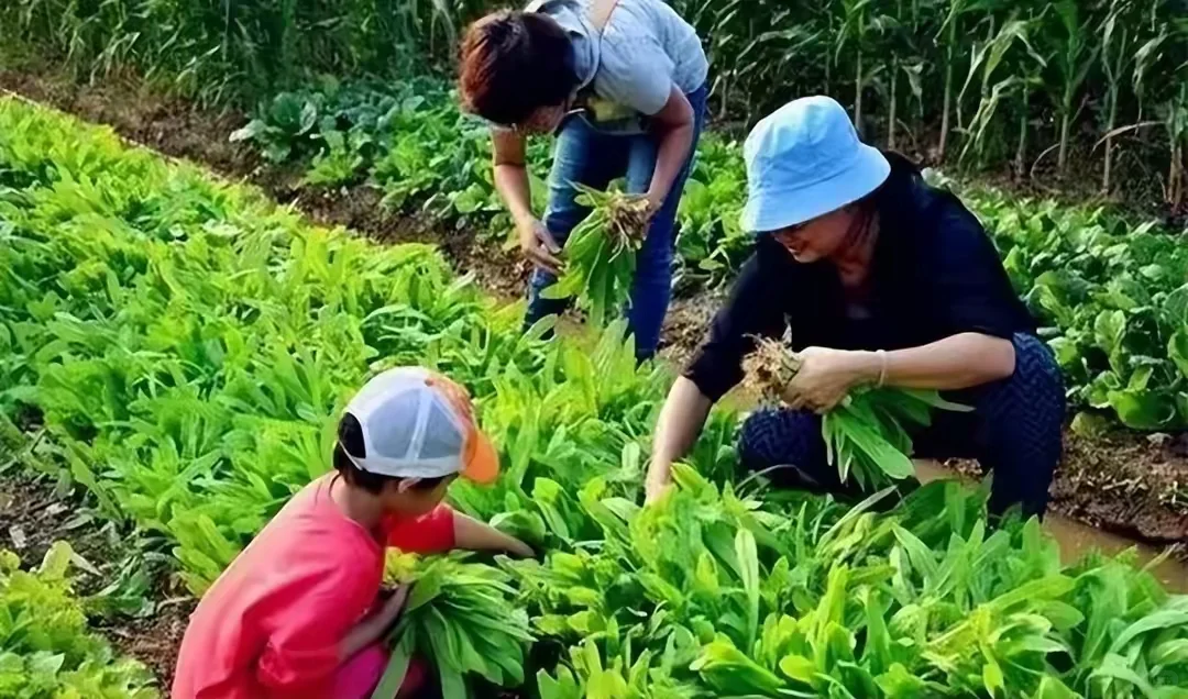 日本网红级农场Myfarm运营模式分享