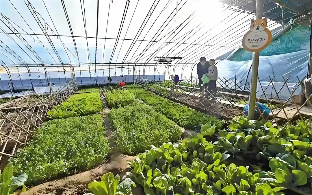 日本网红级农场Myfarm运营模式分享