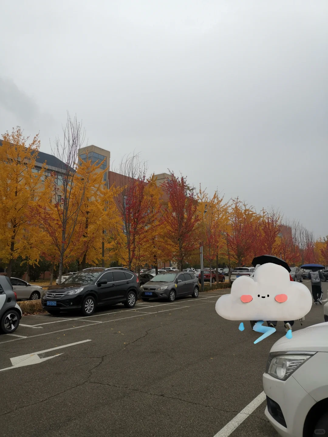 之前沈阳农业大学