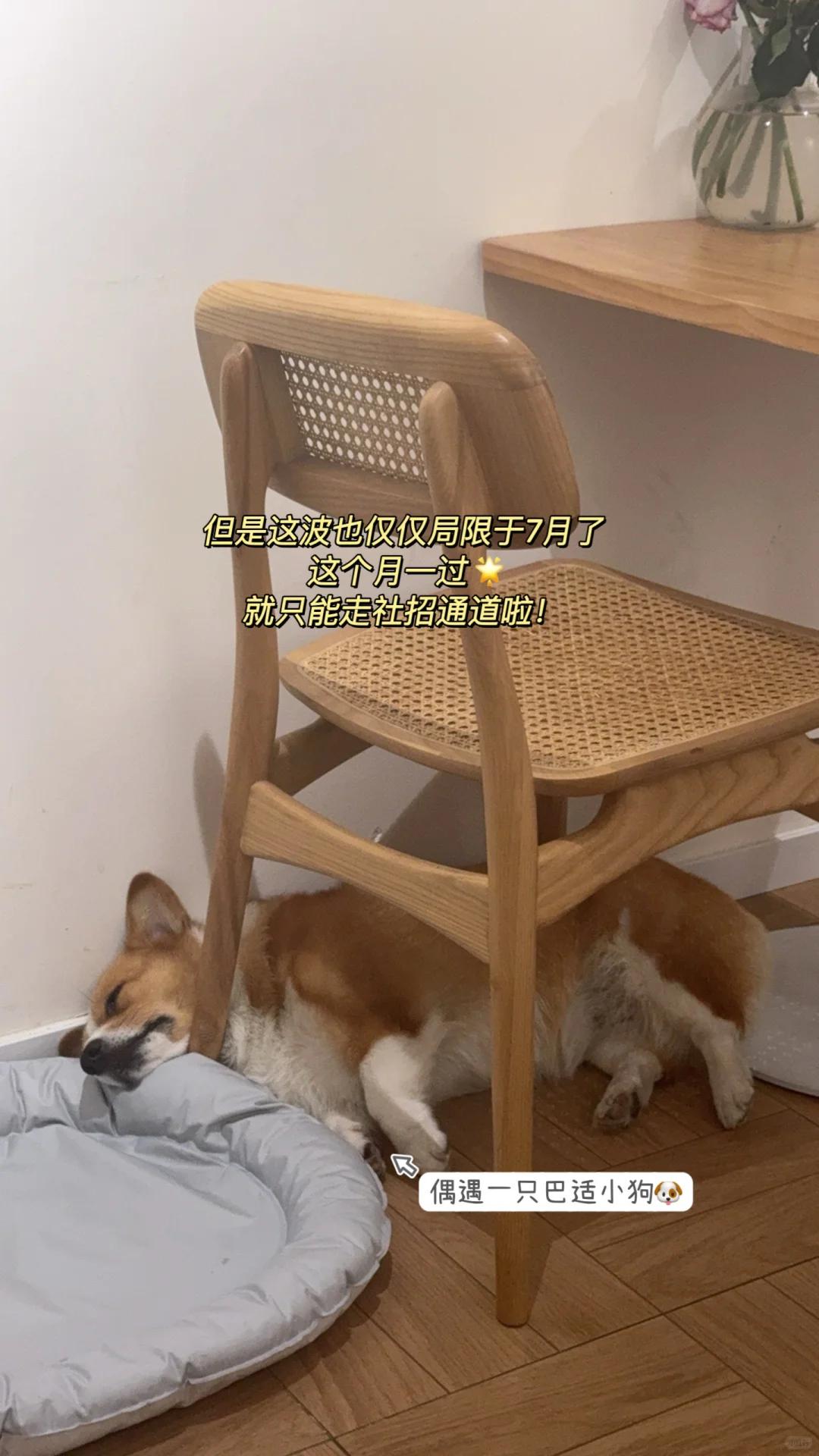 往届生能校招还是尽量校招吧?