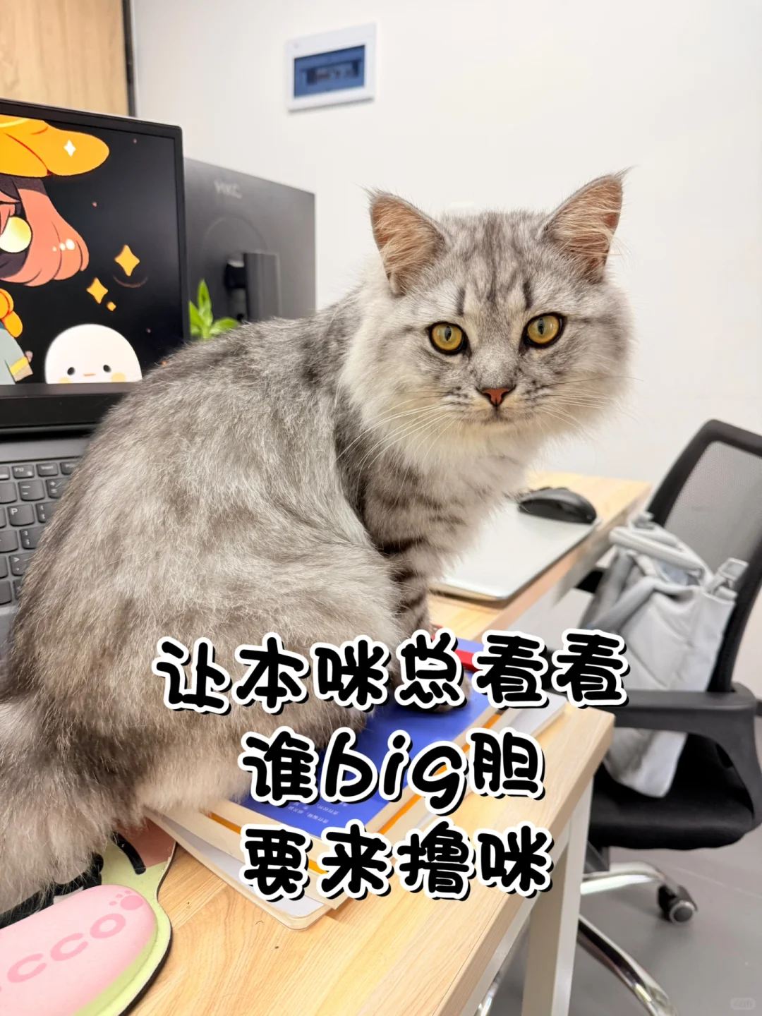 深圳双休公司招人,有人来带薪撸猫吗?