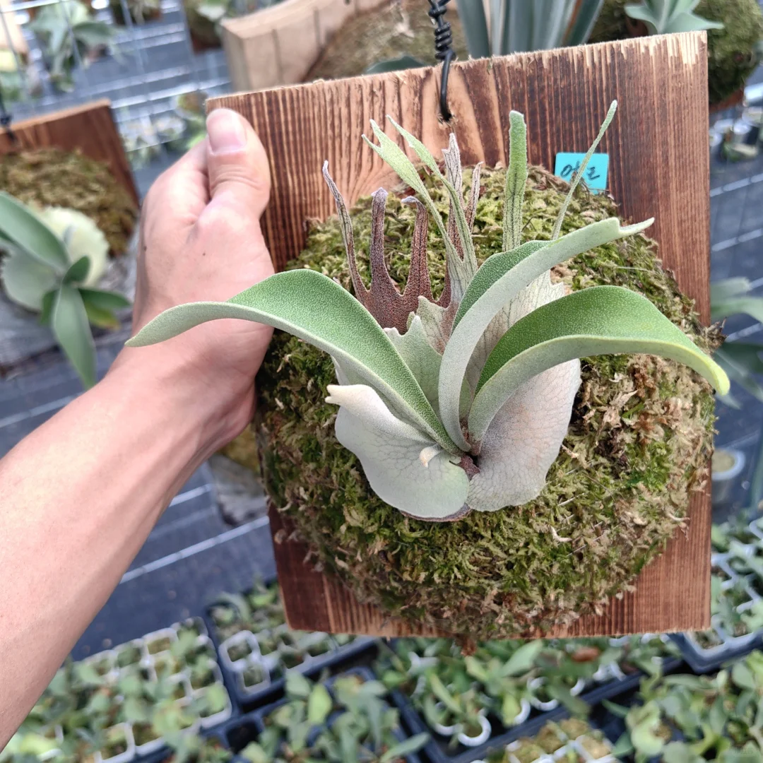 广州南沙招聘临时工
