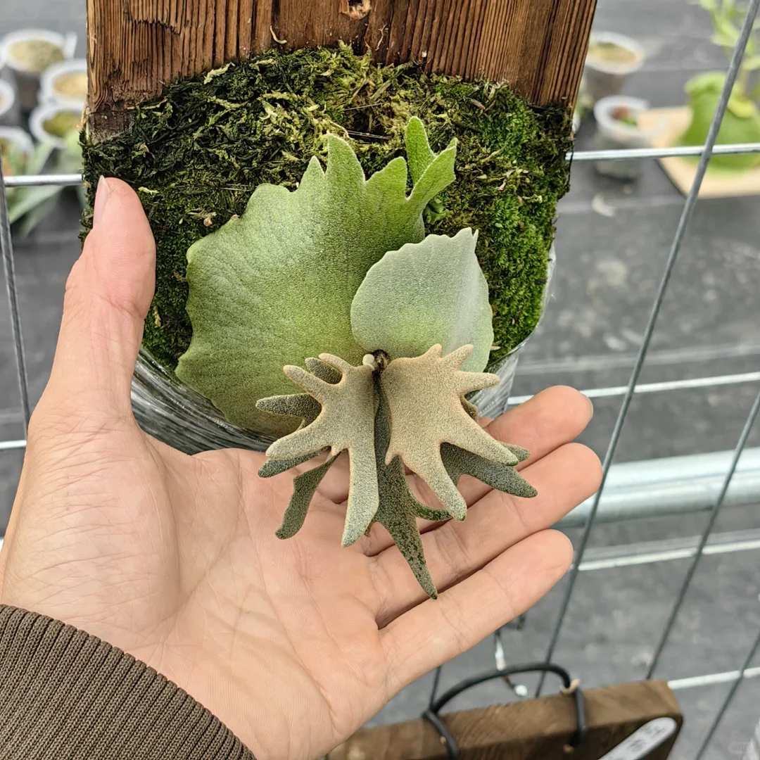 广州南沙招聘临时工