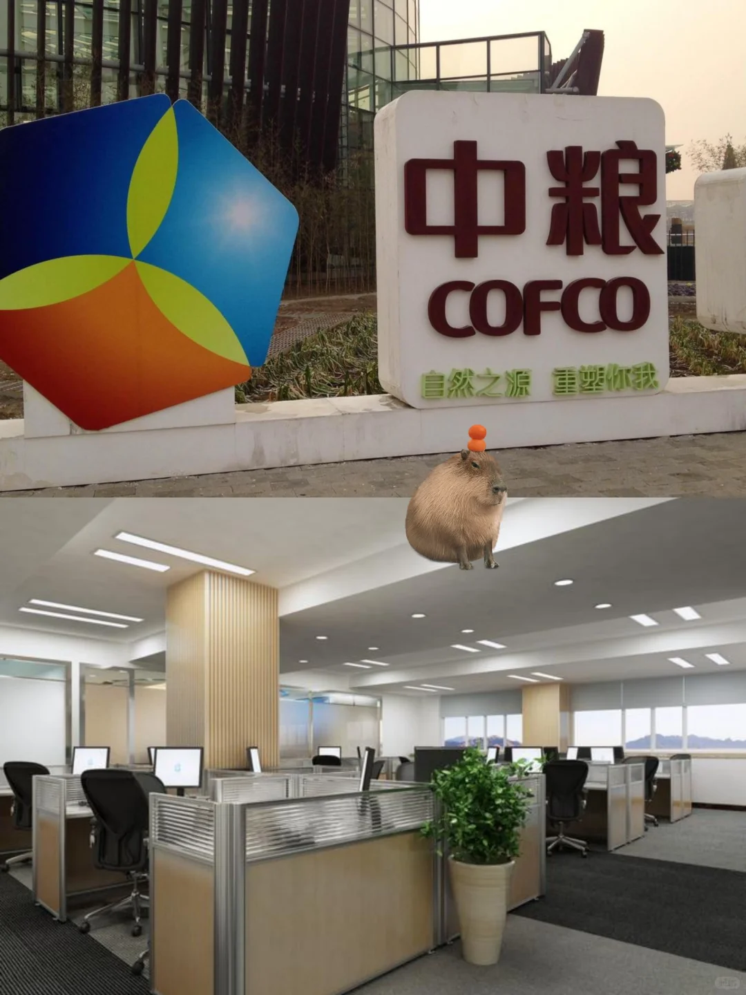 有同学想来中粮集团做文员?双休五险一金