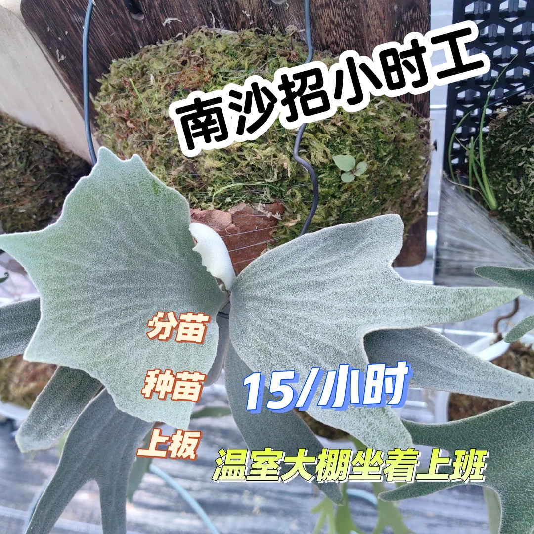 广州南沙招聘临时工
