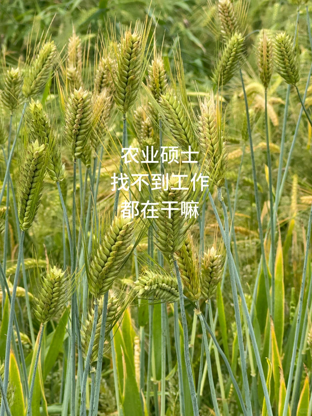 末流211农业硕士毕业找不到工作都在干嘛？