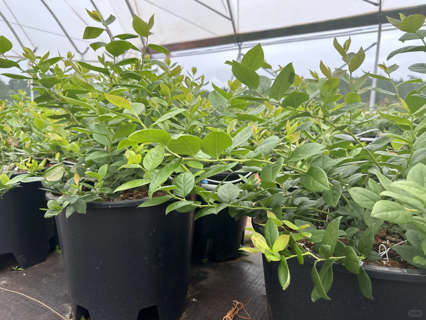 云南红河 蓝莓种植招聘