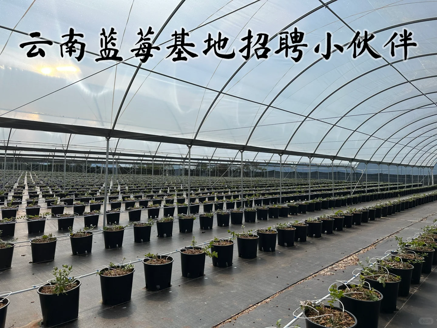 云南红河 蓝莓种植招聘