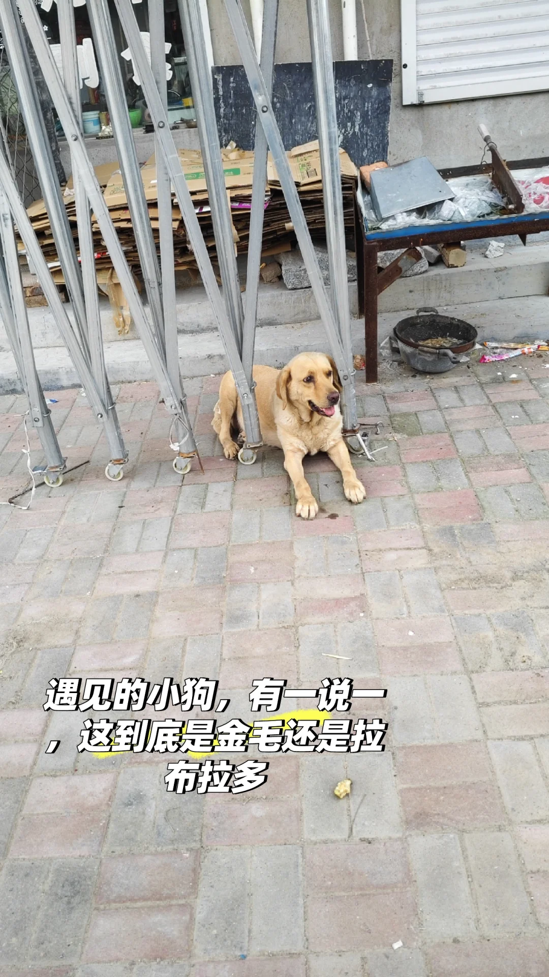 应届大学生入职农业公司新媒体部门的第11天