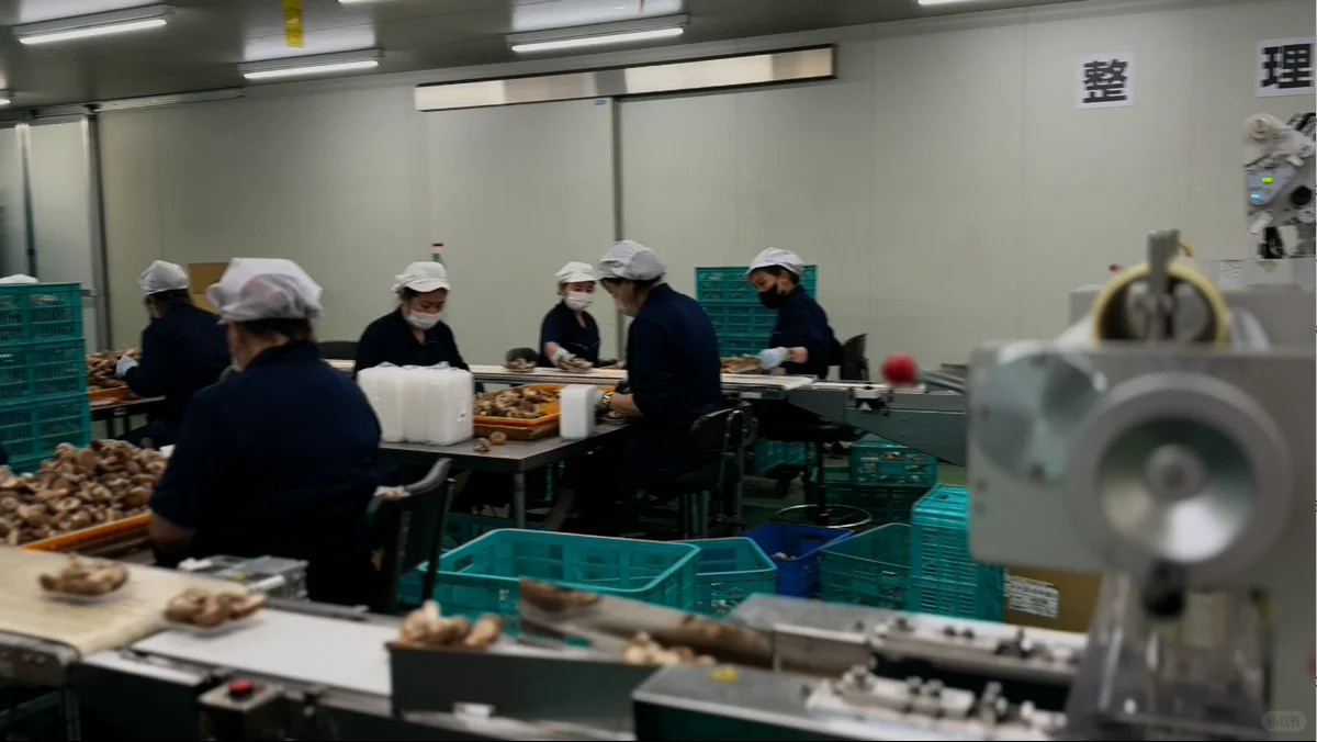 日本招聘