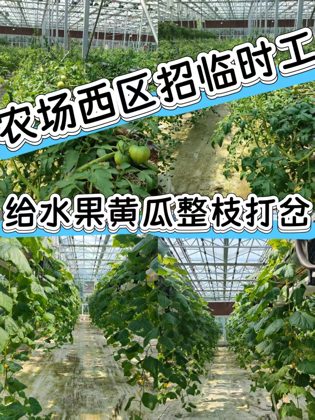 招募干农活临时工或整枝打叉小能手邻城农场