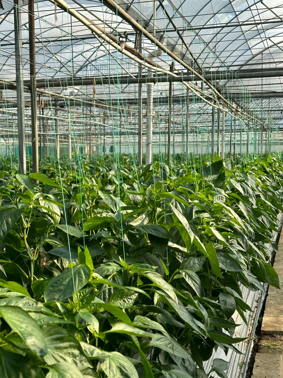八桂田园现代农业种植技术培训?