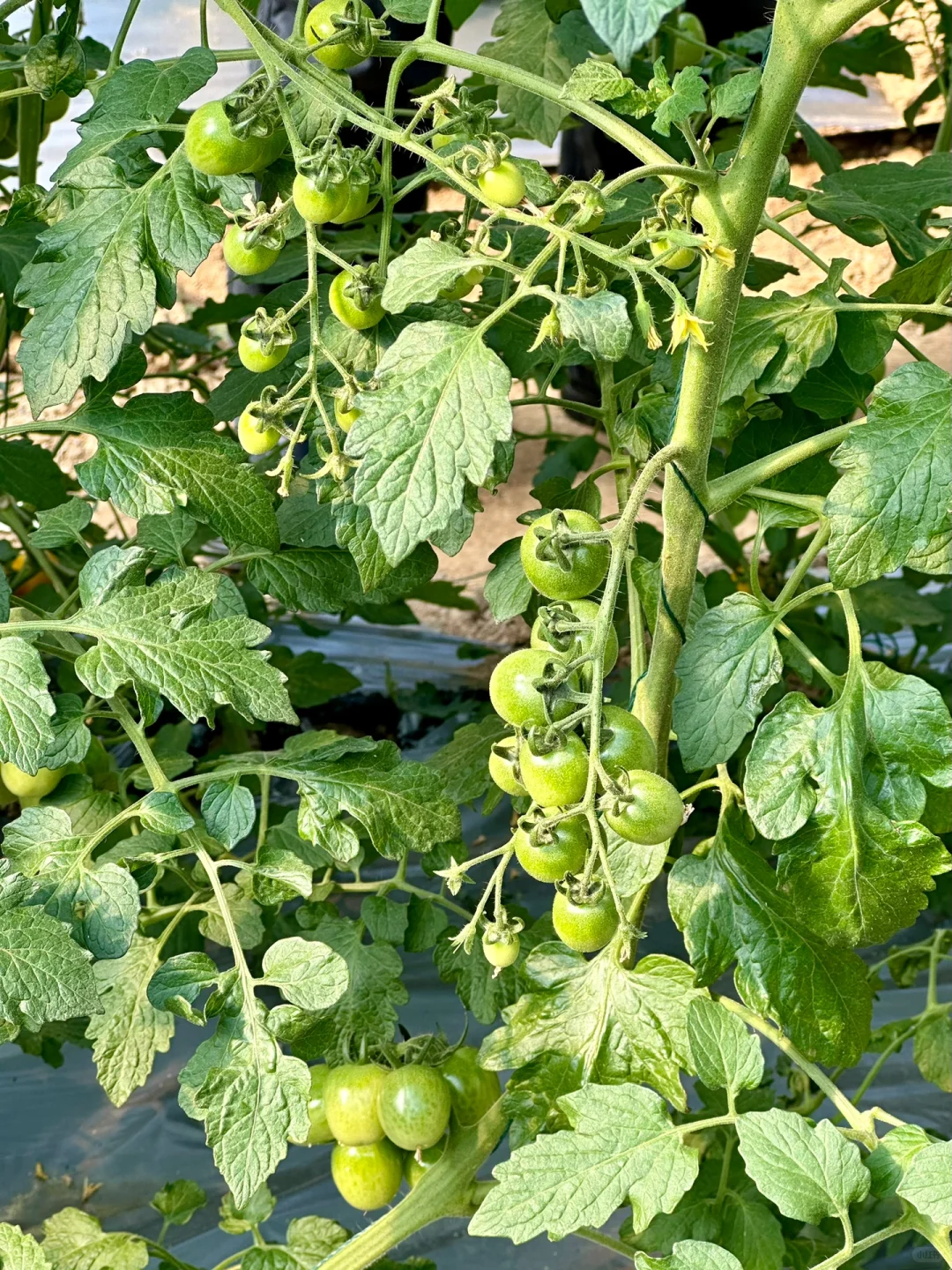 八桂田园现代农业种植技术培训?