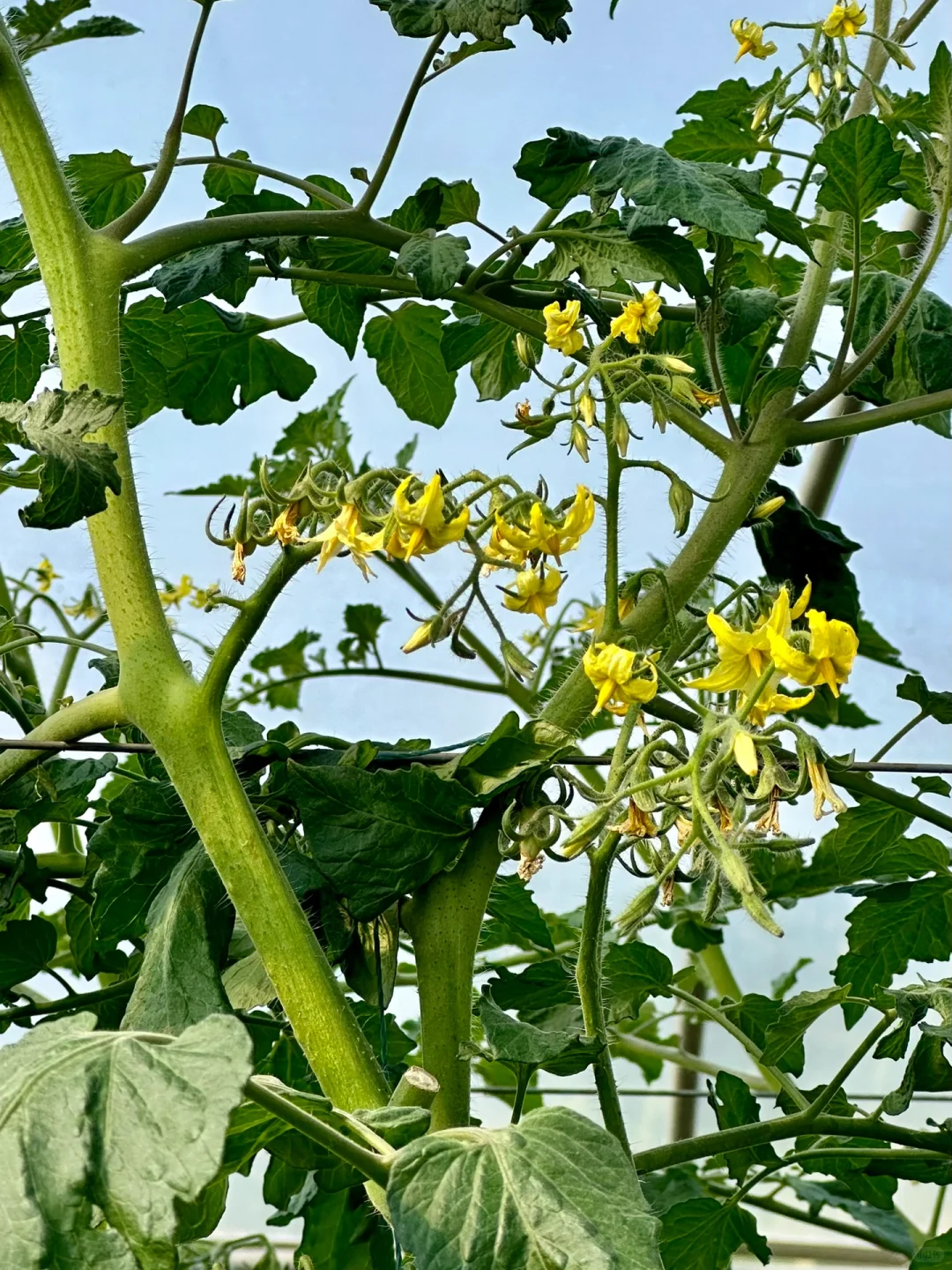 八桂田园现代农业种植技术培训?