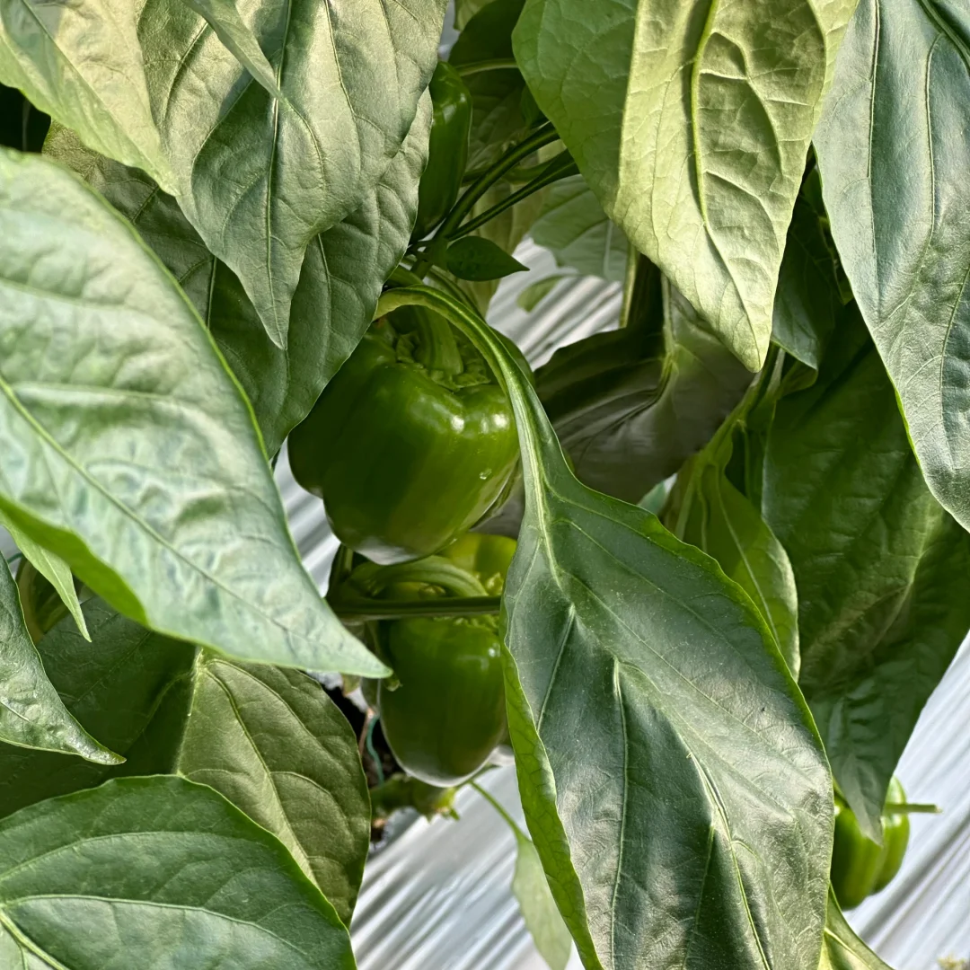 八桂田园现代农业种植技术培训?