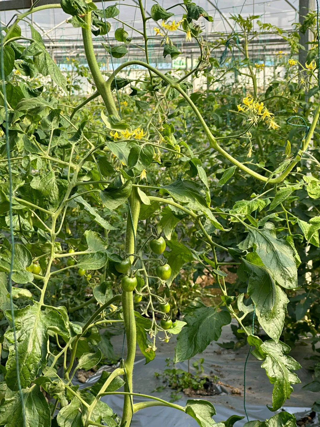 八桂田园现代农业种植技术培训?