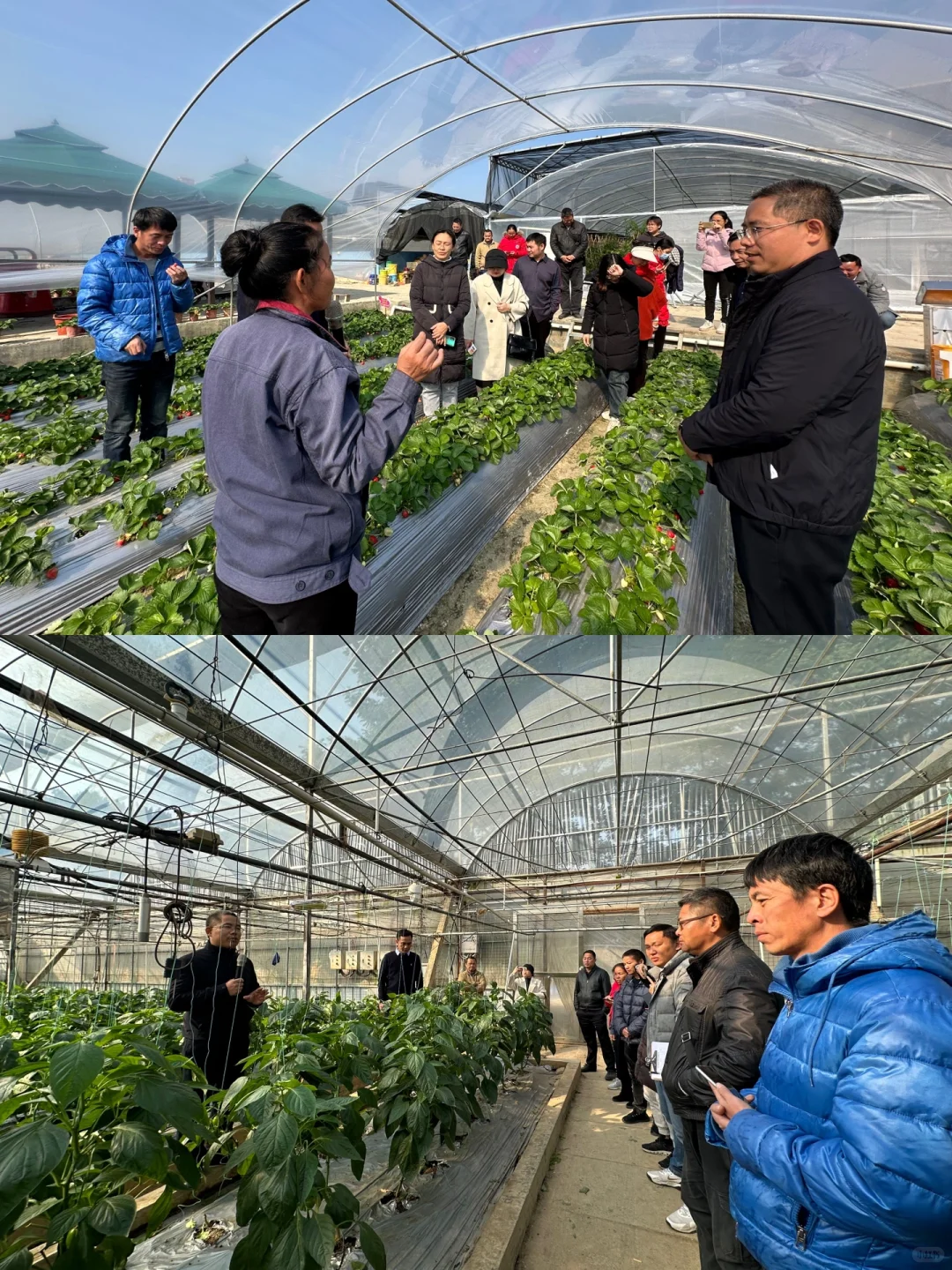 八桂田园现代农业种植技术培训?