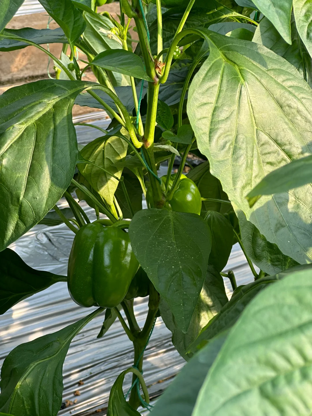 八桂田园现代农业种植技术培训?