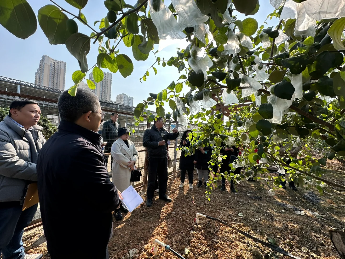 八桂田园现代农业种植技术培训?