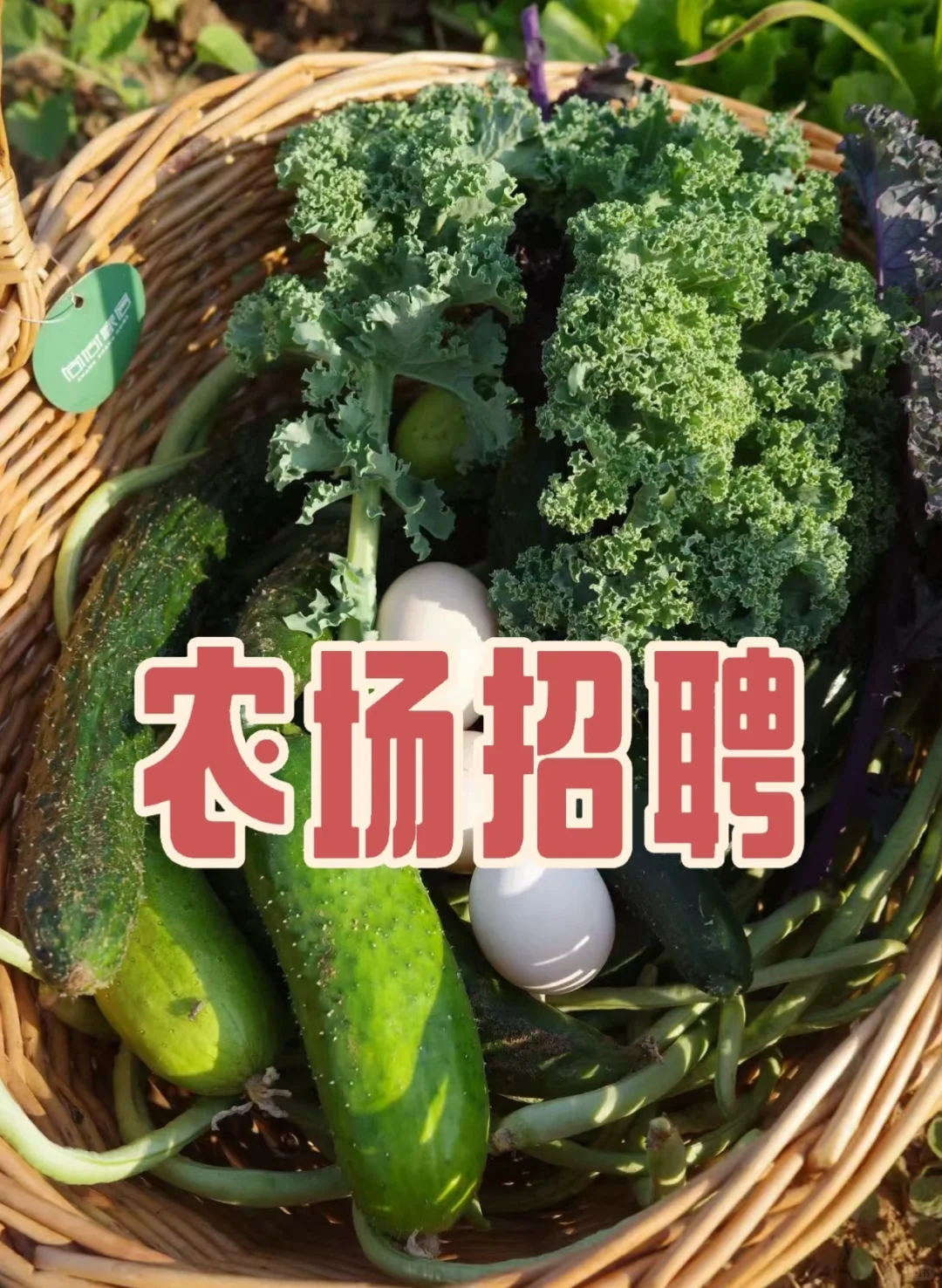 招养殖种菜工人