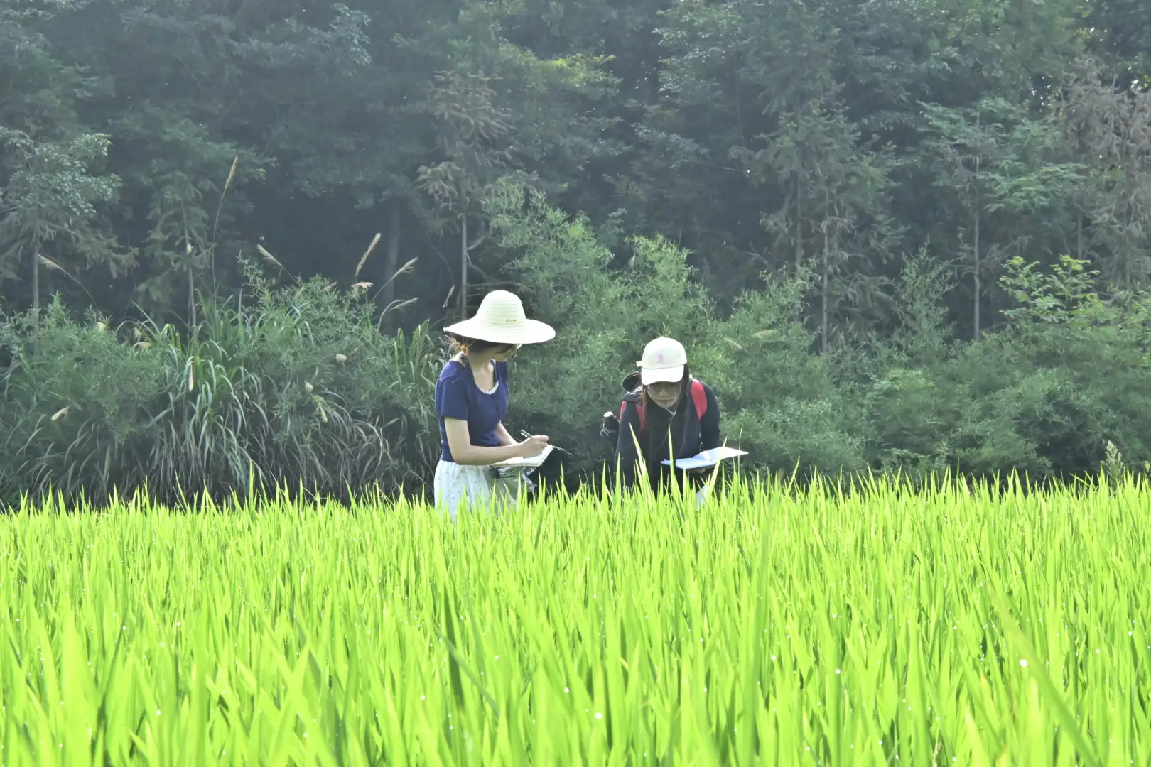 青春力量汇聚田间地头