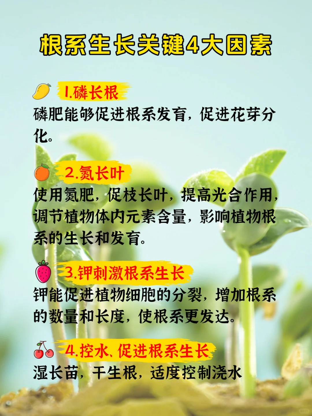 根系生长关键的4大因素
