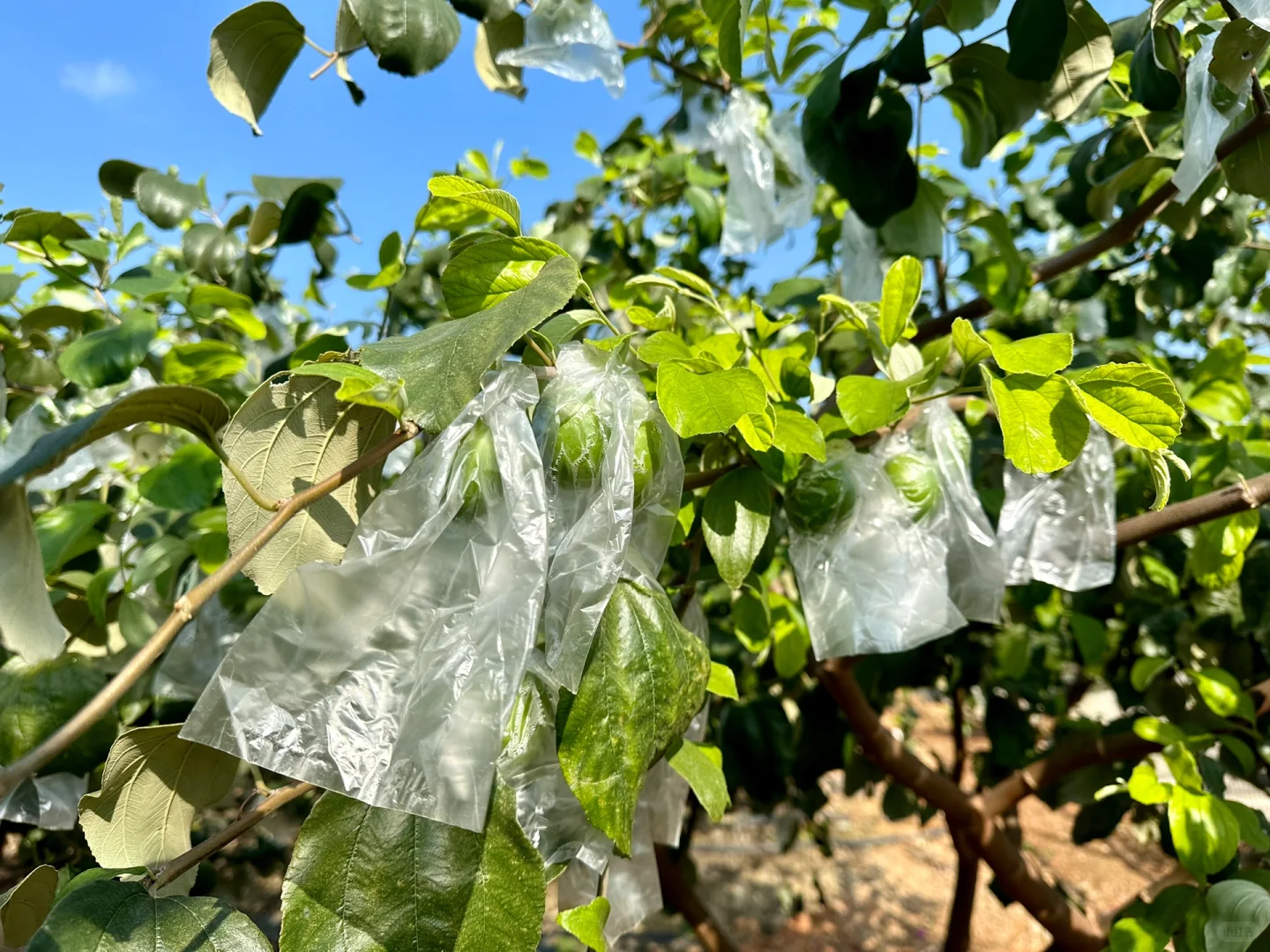 八桂田园现代农业种植技术培训?