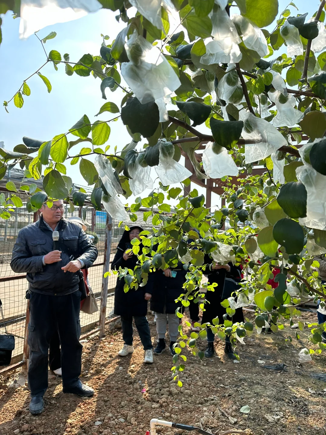 八桂田园现代农业种植技术培训?