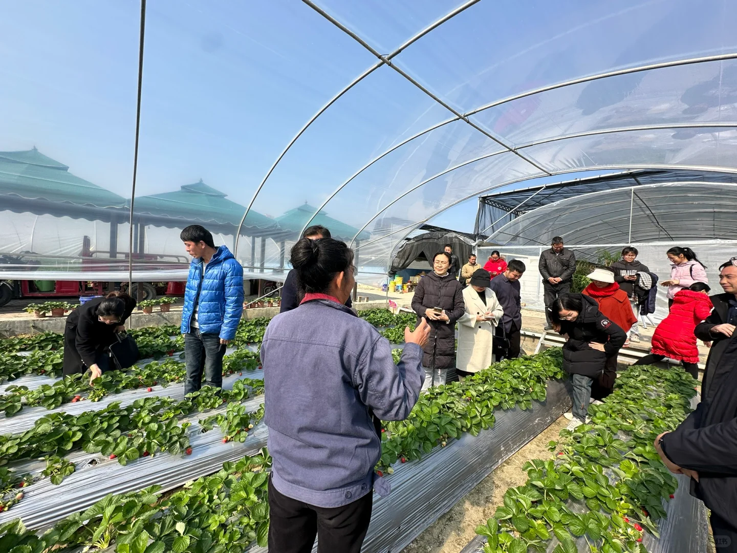 八桂田园现代农业种植技术培训?