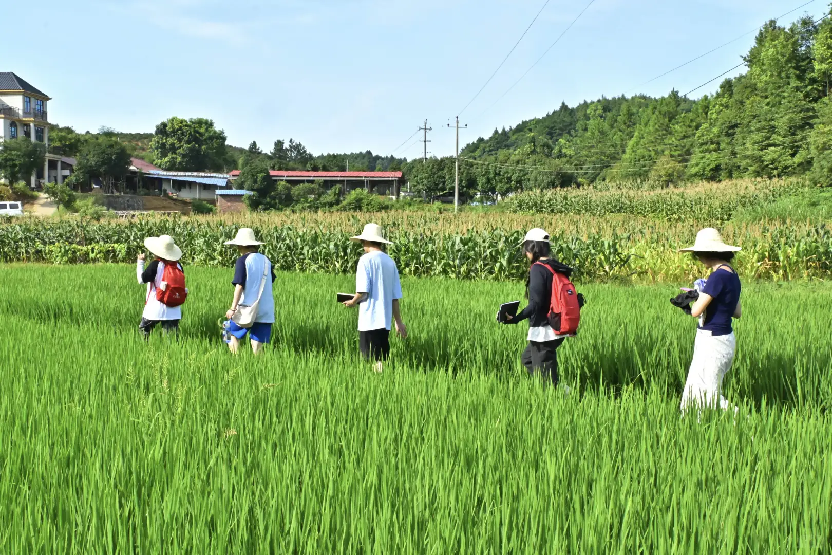 青春力量汇聚田间地头