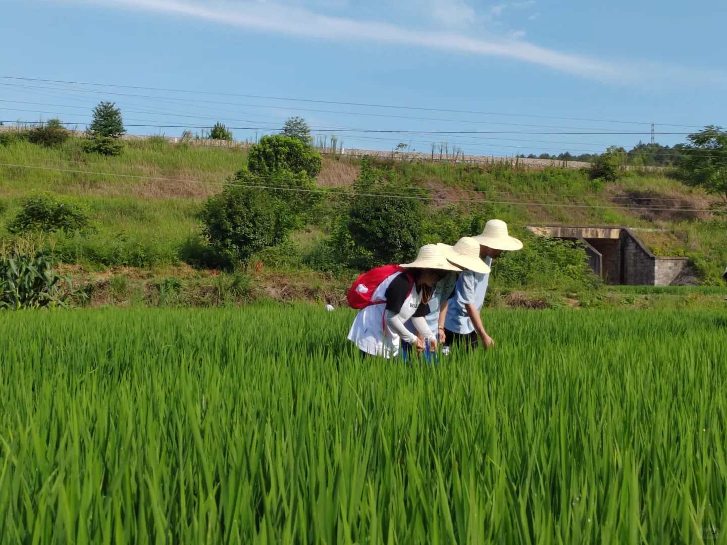 青春力量汇聚田间地头