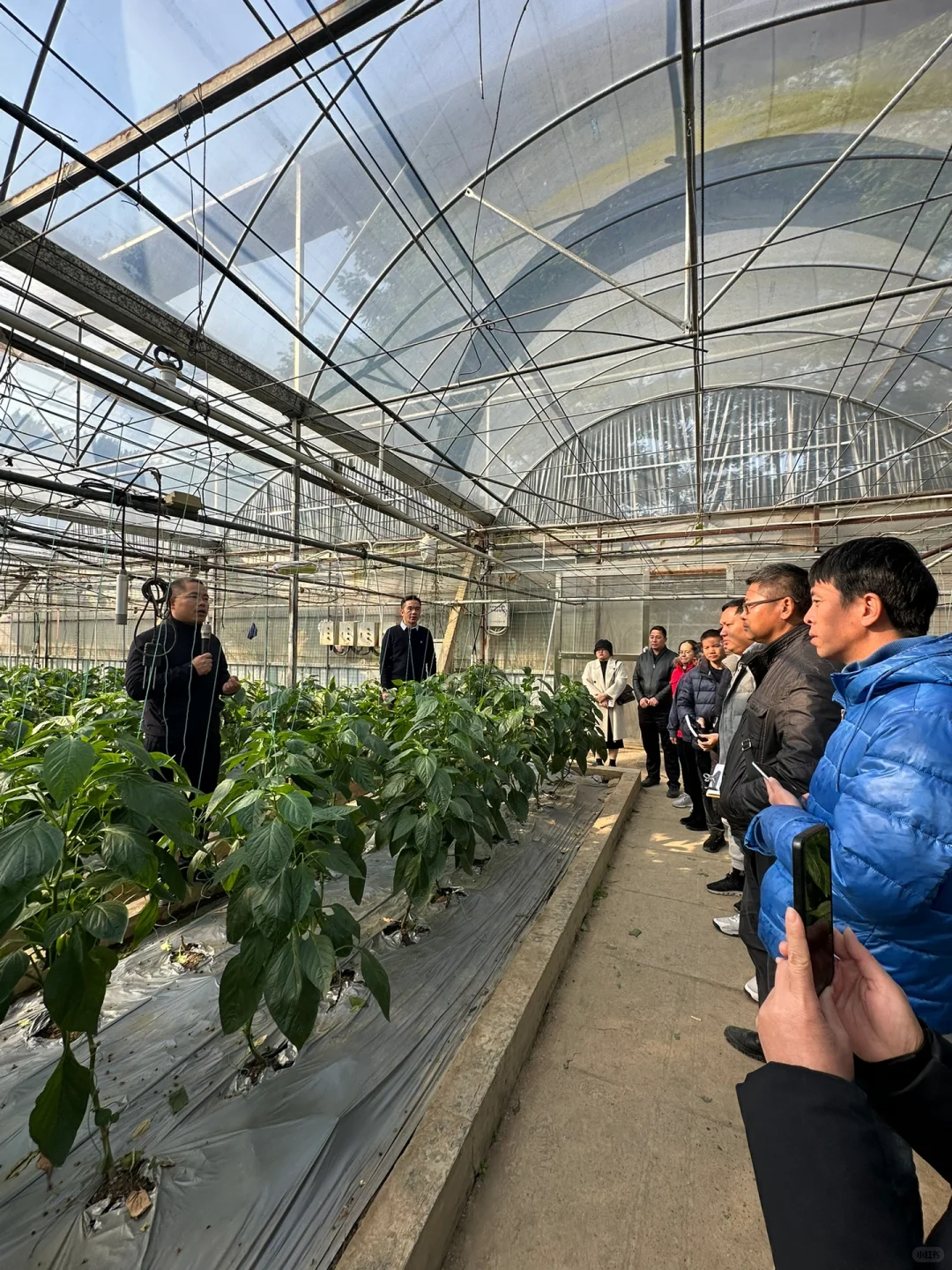八桂田园现代农业种植技术培训?