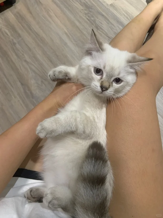 ??家生、可爱小猫子、小偿聘猫