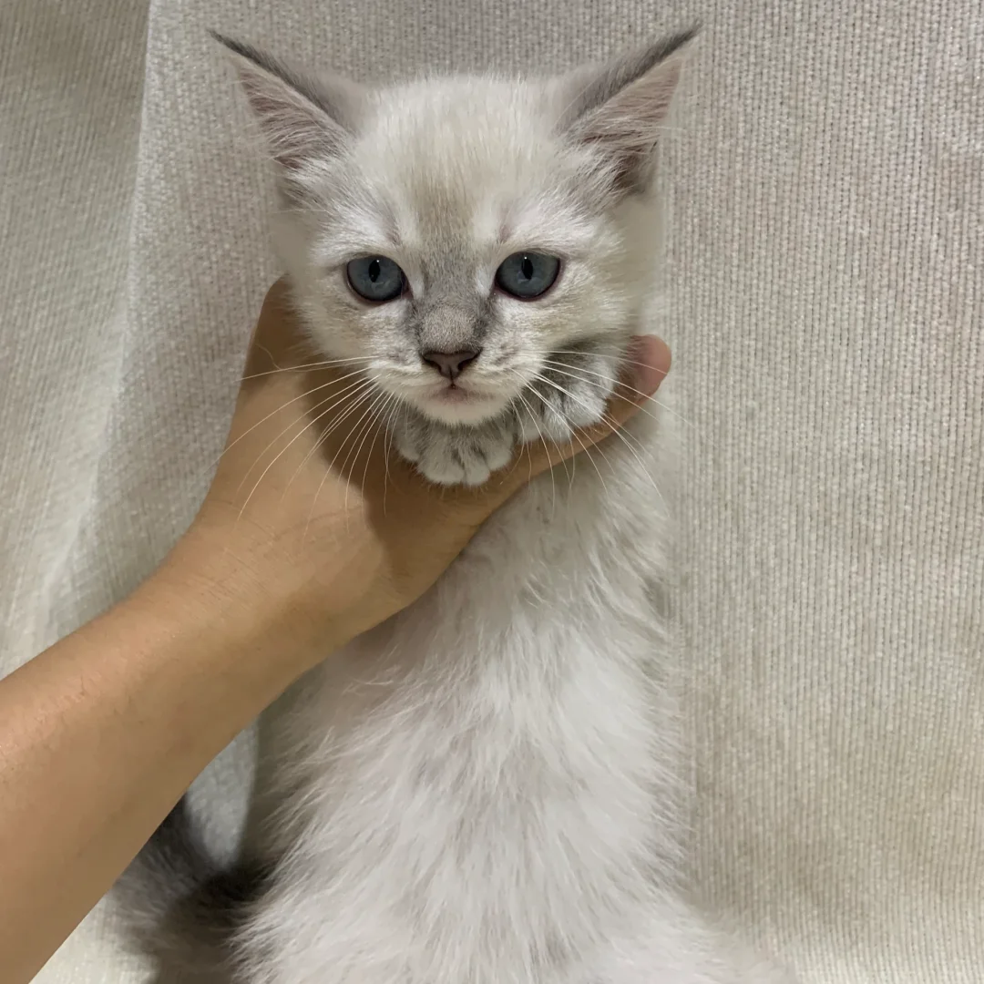 ??家生、可爱小猫子、小偿聘猫