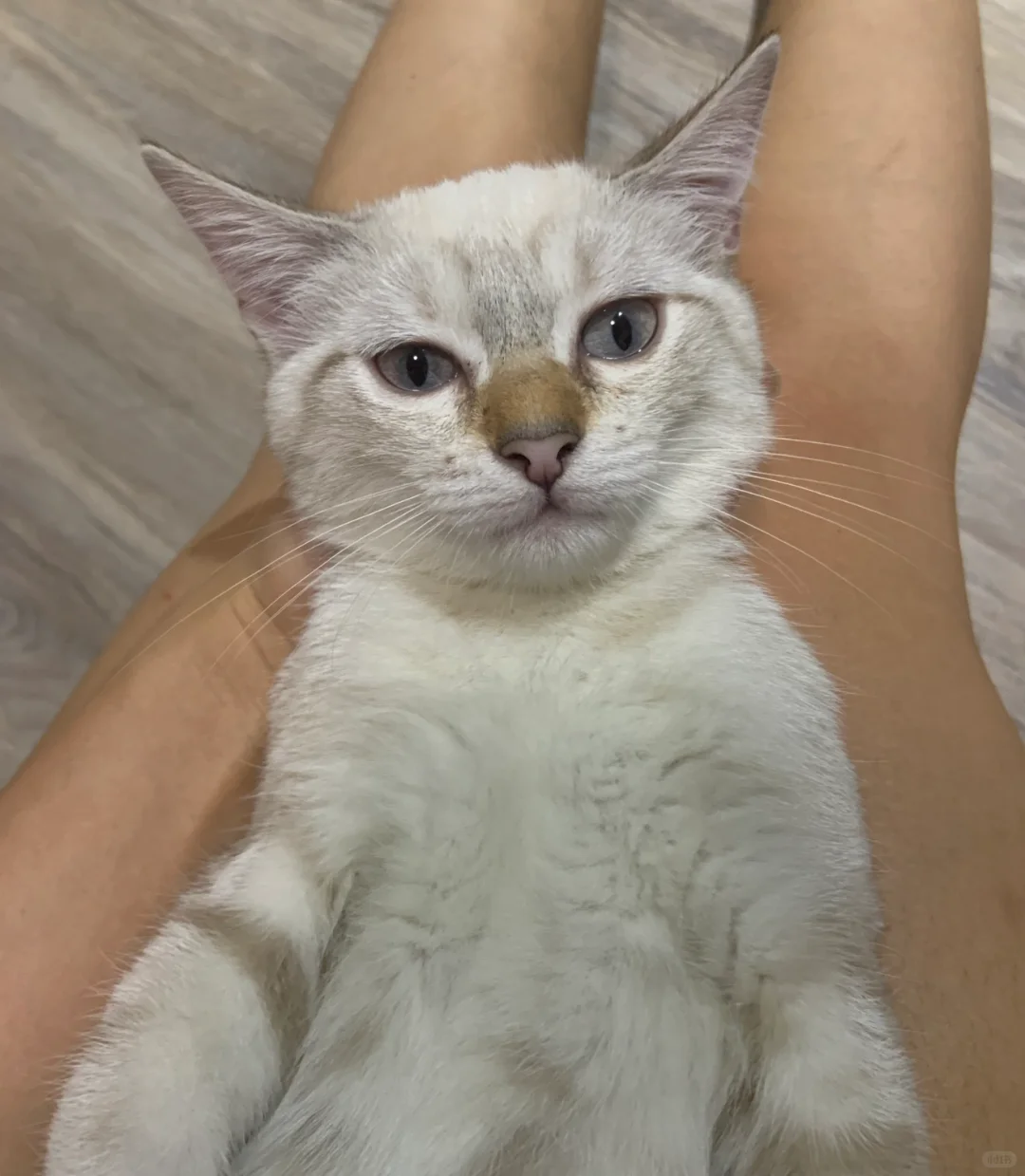 ??家生、可爱小猫子、小偿聘猫