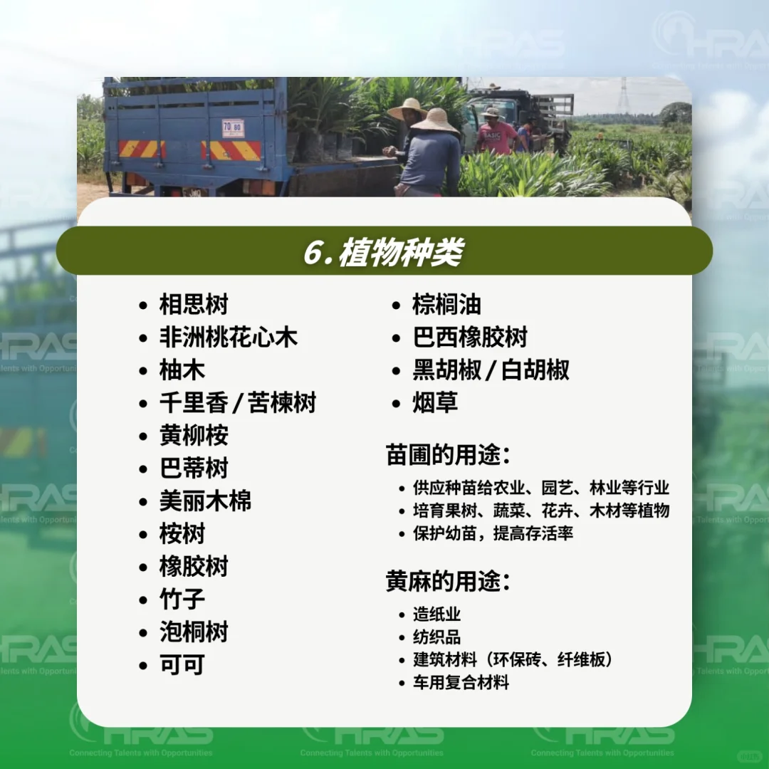 外劳聘请种植业