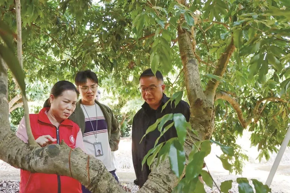 科技助“荔”产业兴