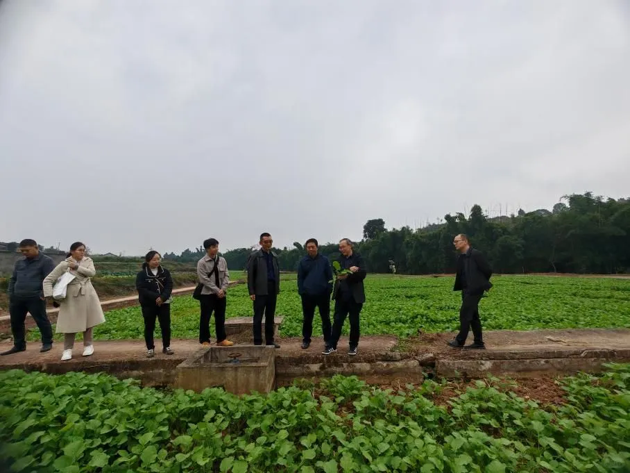 西南大学唐教授团队实地指导稻油轮作