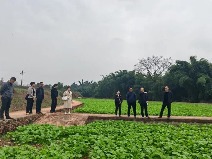 西南大学唐教授团队实地指导稻油轮作
