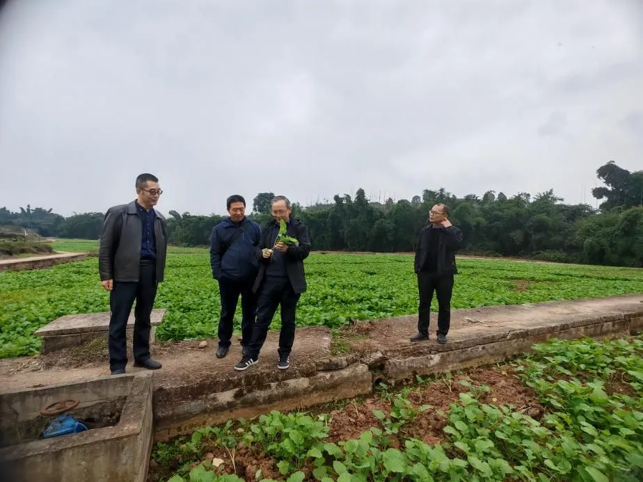西南大学唐教授团队实地指导稻油轮作