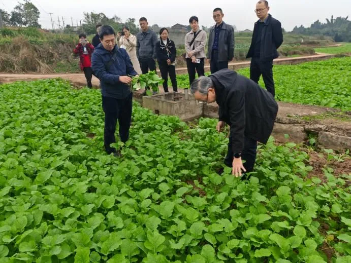 西南大学唐教授团队实地指导稻油轮作