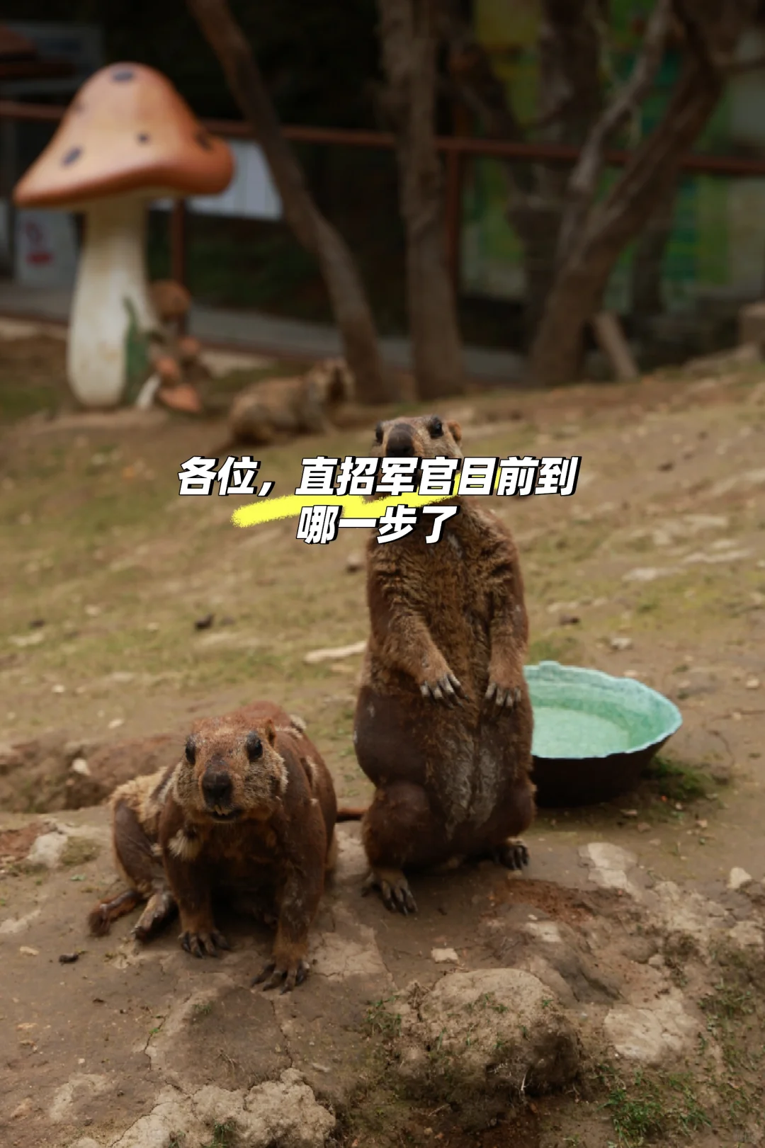 直招军官，有没有最新消息