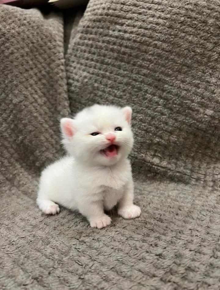 ??????