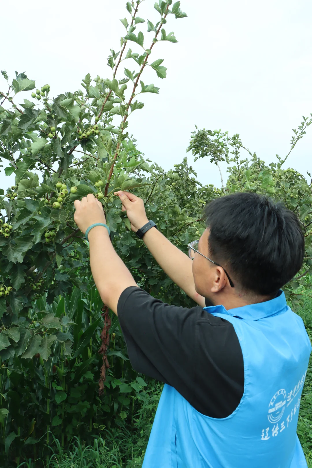 青春脚步丈量农耕文明,辽传学子下乡探遗产